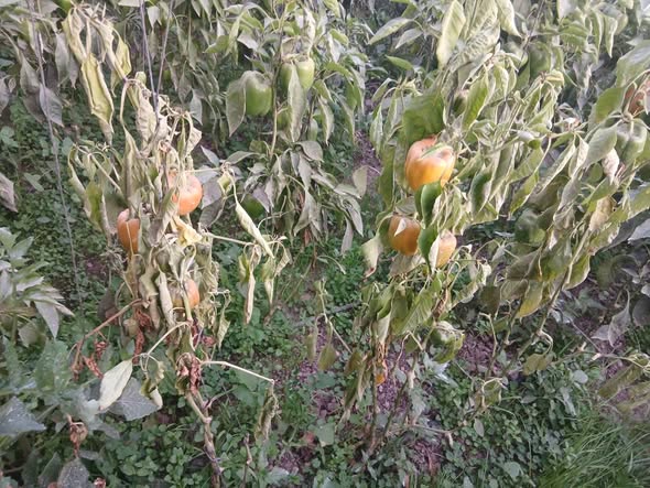 ظهر عندي المشكله دي